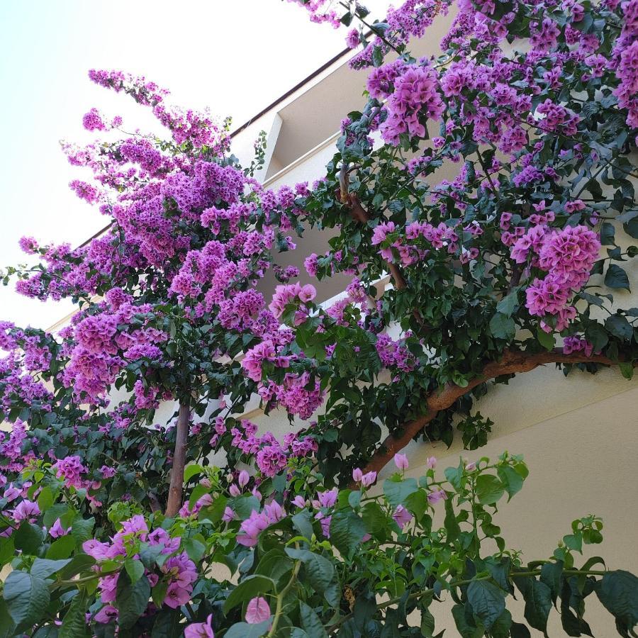 Apartments Villa Cizmic Baška Voda Exteriér fotografie